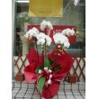 沖縄県那覇市フラワーショップ　恵の花　胡蝶蘭